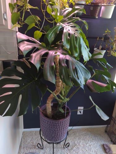 Customer photo of The Original Bendable Moss Pole™ - Best Seller (Pins Included) from Jessica A.