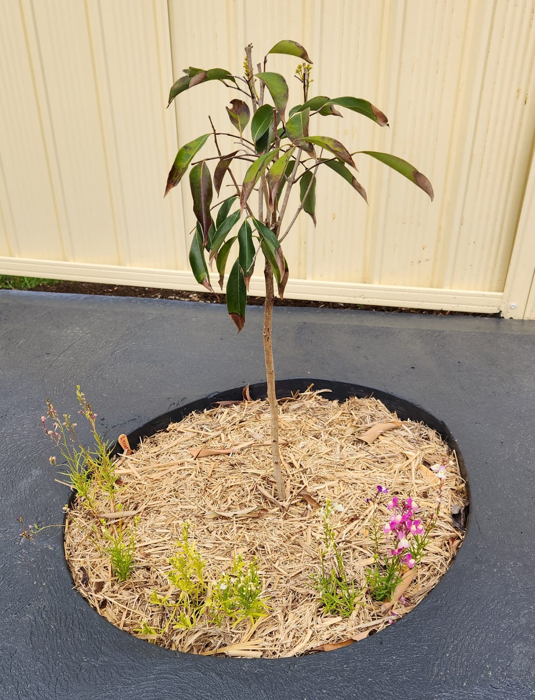 Customer photo review of Semi Dwarf Lychee - Kwai Mai Pink