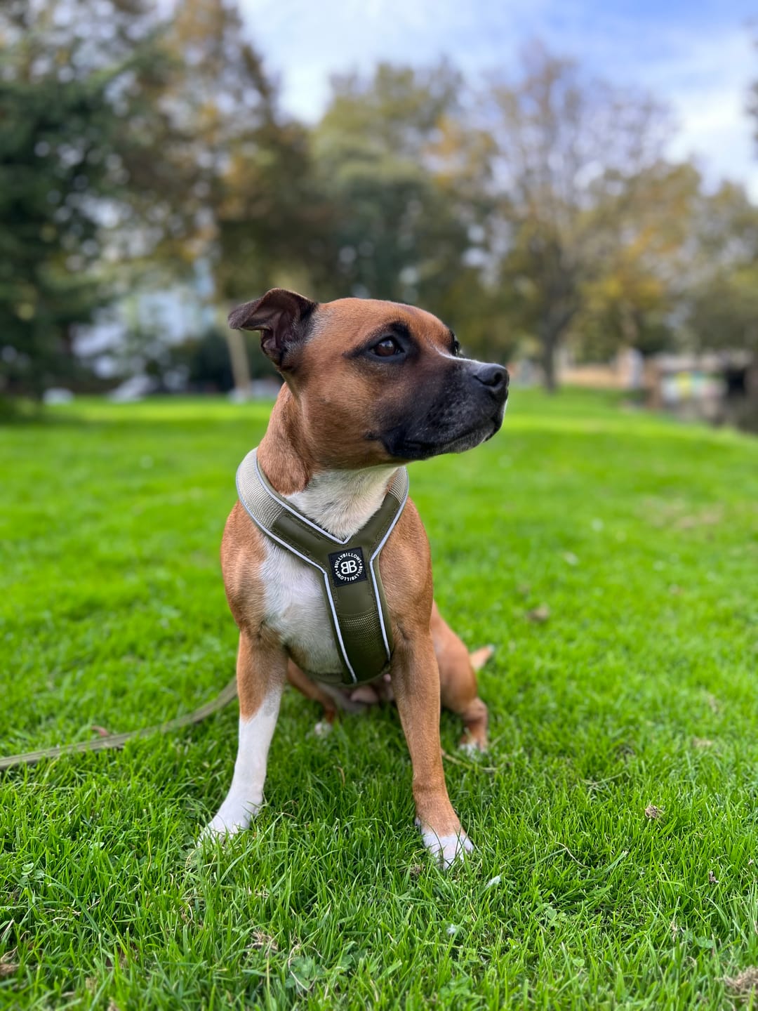 Customer photo review of RR - Slip on Padded Comfort Harness | Non Restrictive & Reflective - Khaki