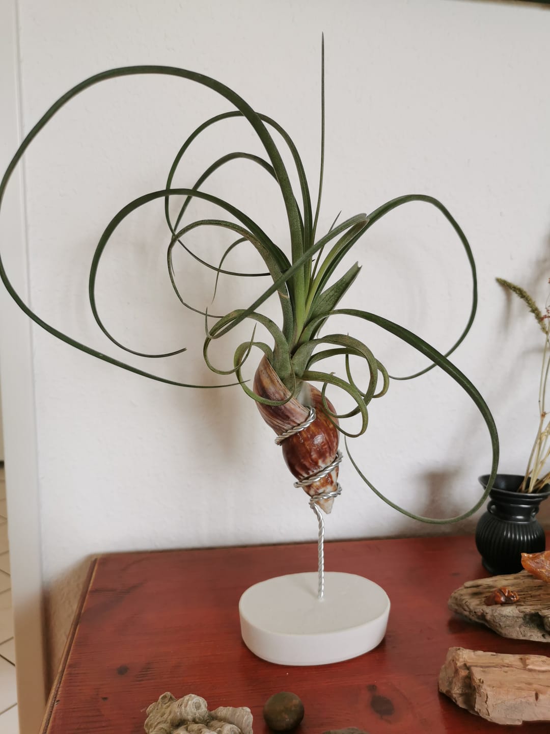 Customer photo review of Tillandsia "Curly Slim" - intermedia x streptohphylla