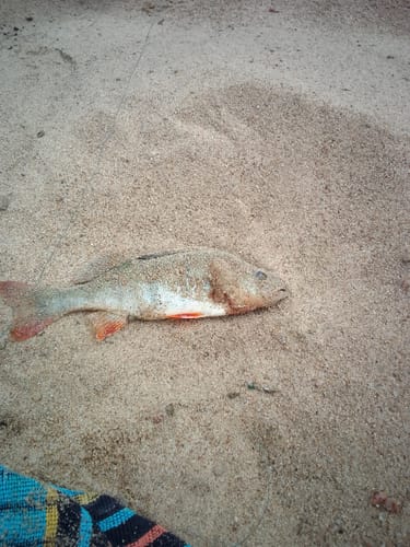 Customer photo review of USB Speed Charger inkl. 2x Akkus