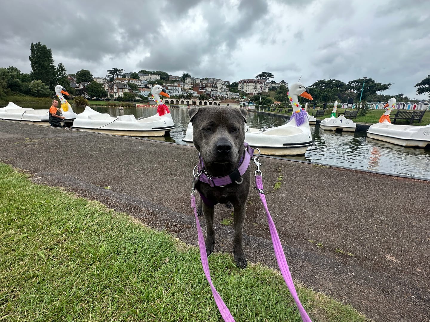 Customer photo review of Double Ended Training Lead | All Breeds - Durable & Soft 2m Lead - Purple