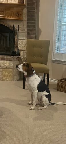 Customer photo review of 1.5" Tacti Slim Dog Collar - Grape