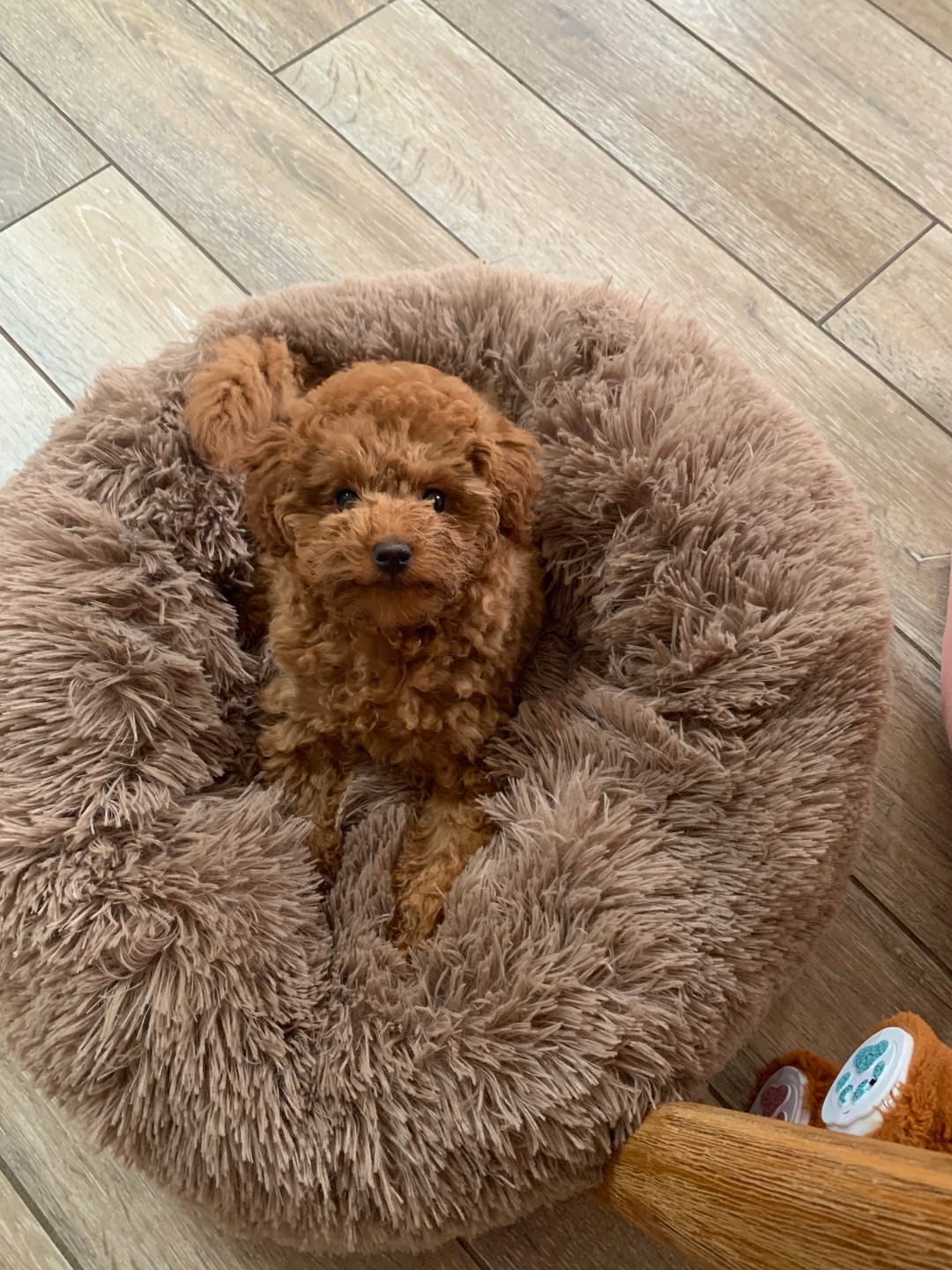 Customer photo review of Pawz Non-Removable Calming Pet Bed