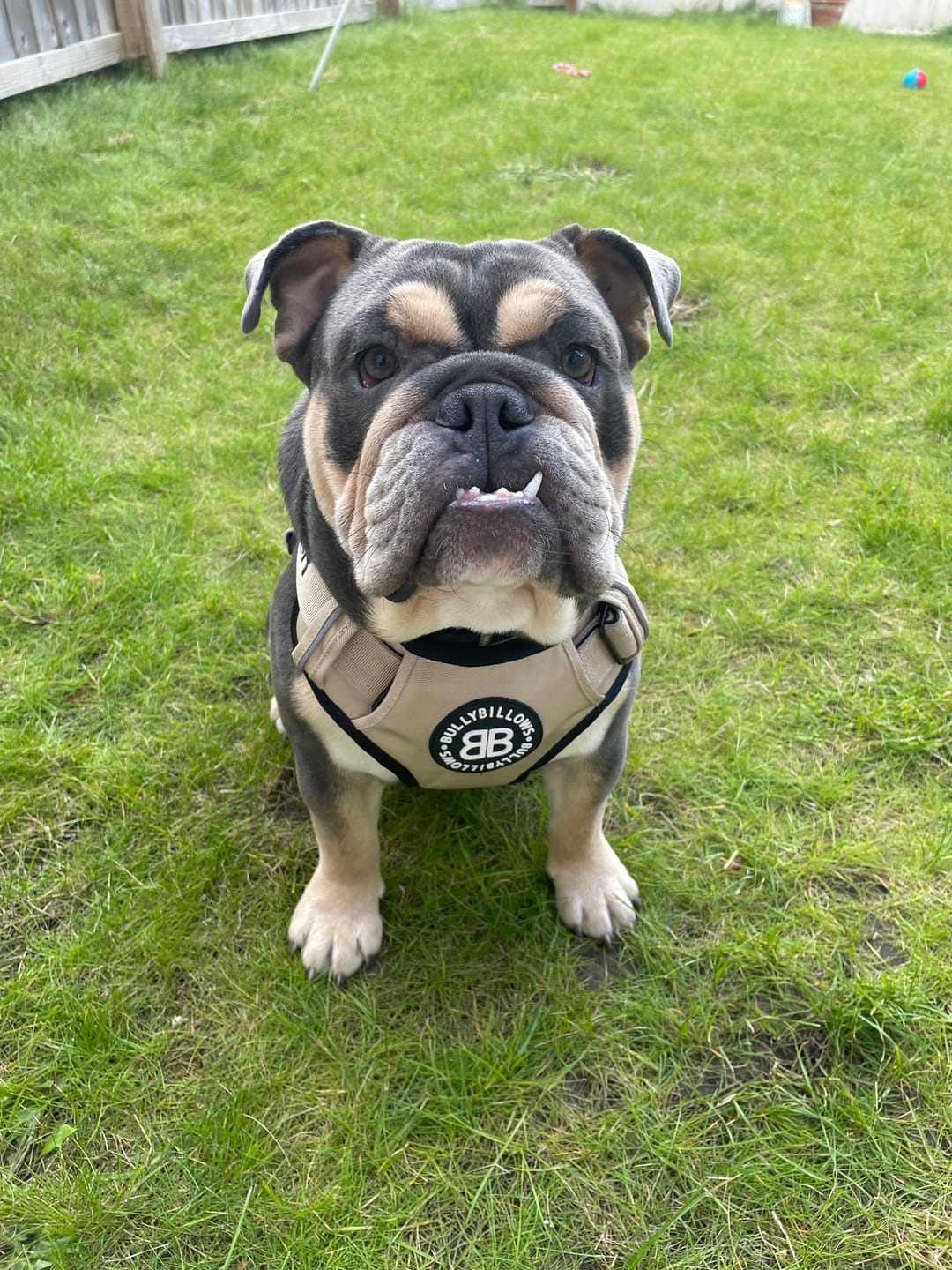 Customer photo review of Premium Comfort Harness | Non Restrictive & Adjustable - Light Military Tan