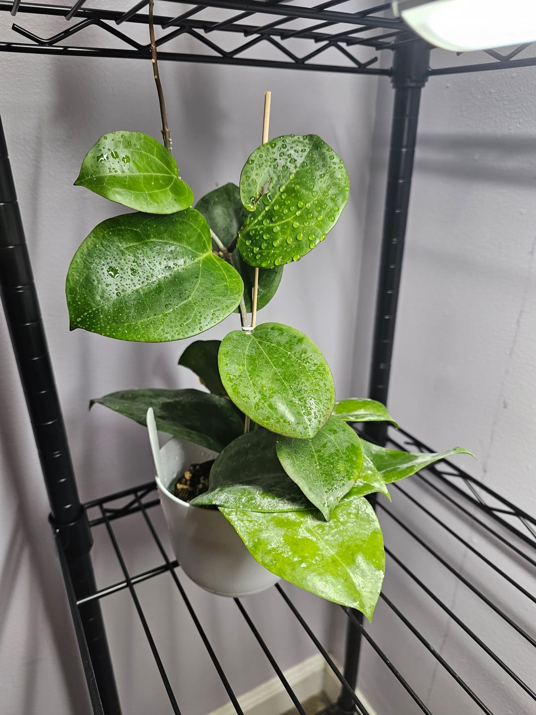 Customer photo review of Hoya surigaoensis