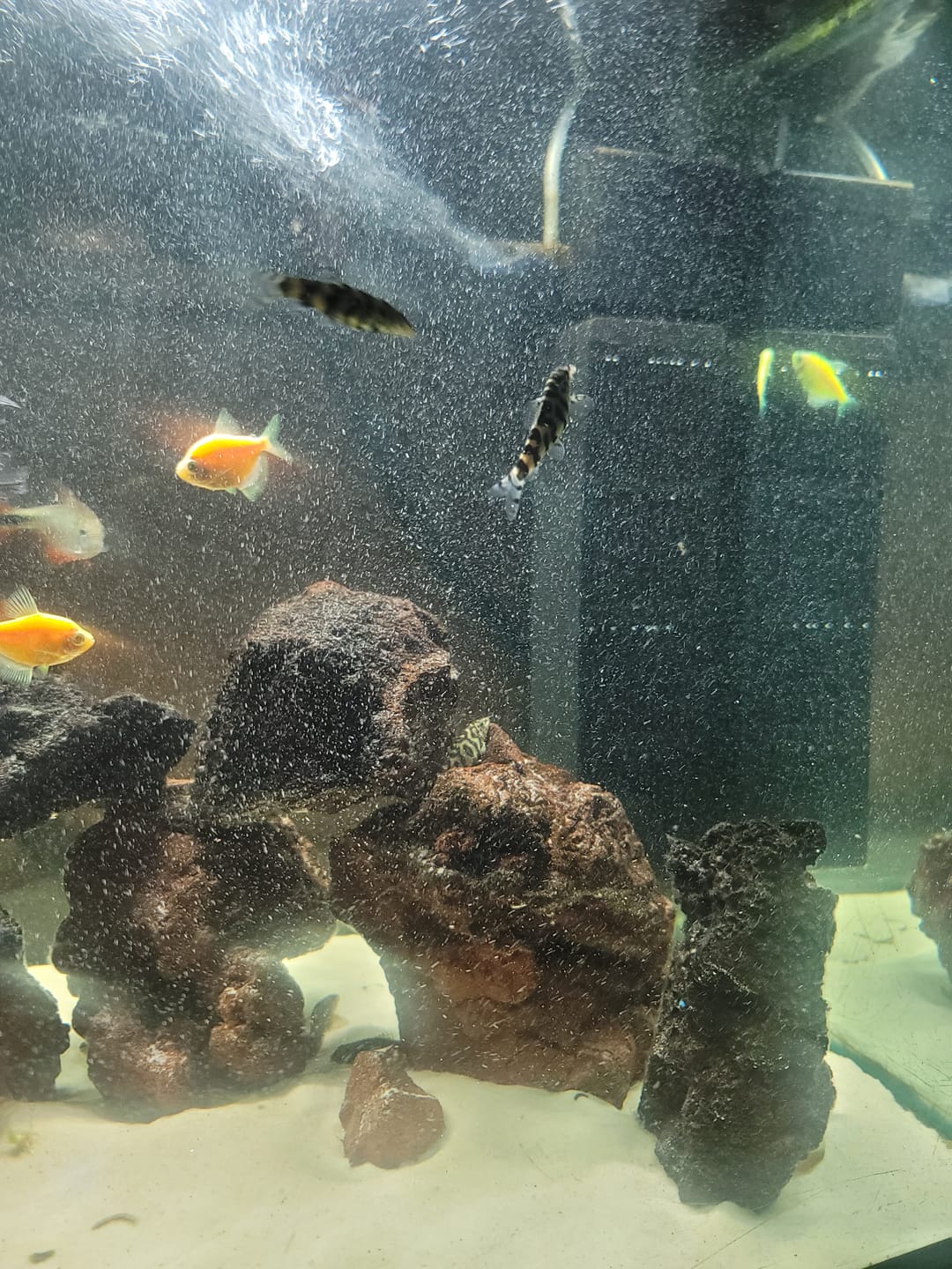 Customer photo review of Shark PRO
