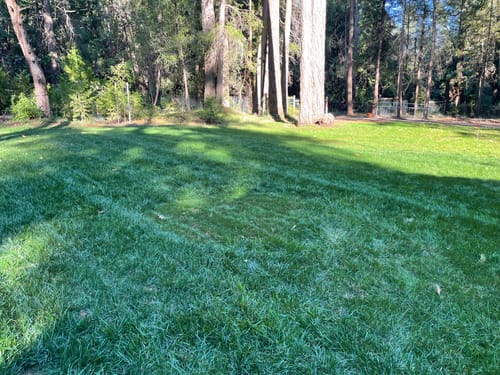 Customer photo review of GCI Turf Cool Blue Grass Seed