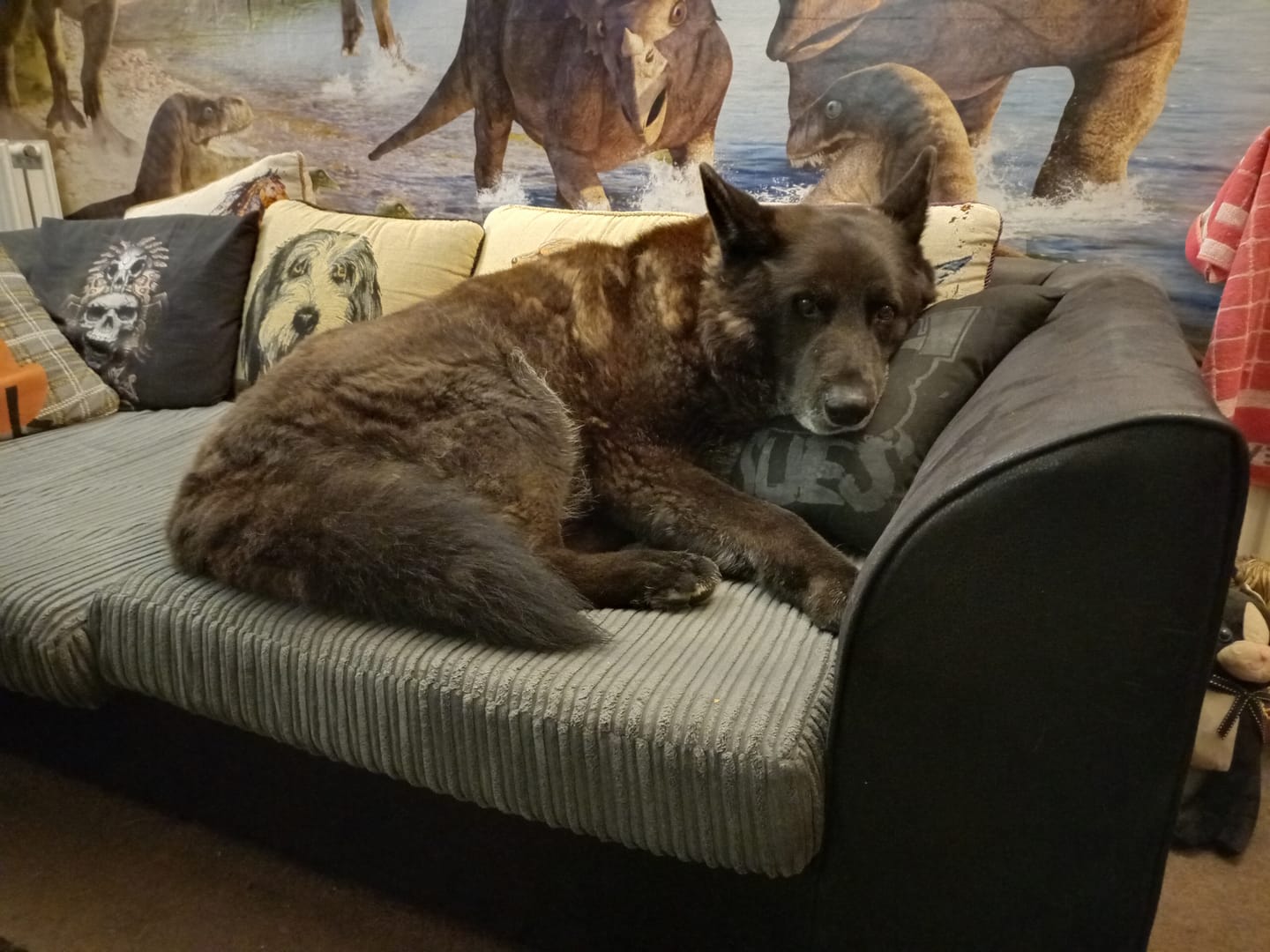 Customer photo review of Total Joint Care Supplement For Dogs