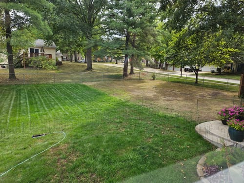 Customer photo review of GCI Turf Type Tall fescue Grass Seed