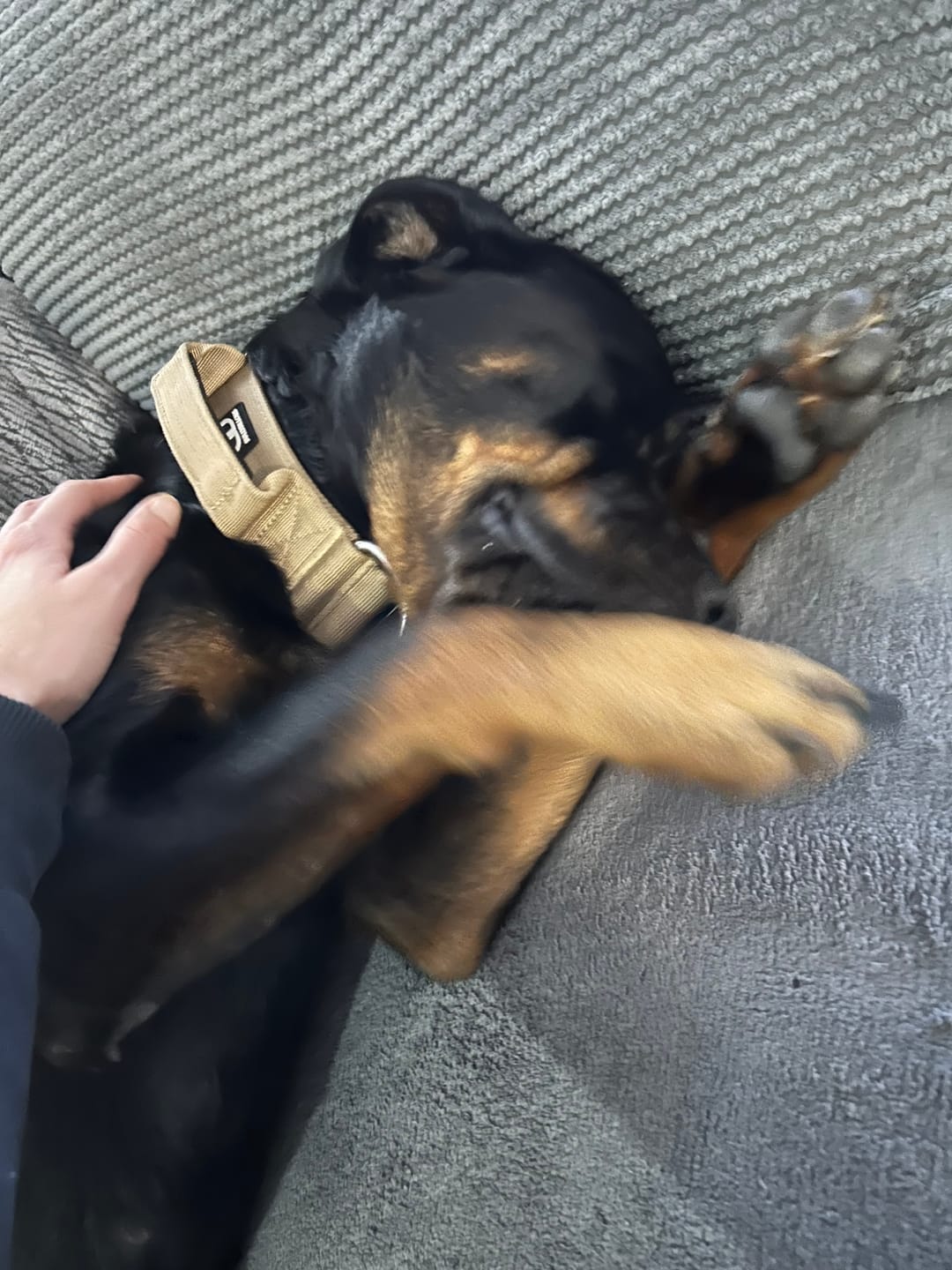 Customer photo review of 5cm Combat® Collar | With Handle & Rated Clip - Military Tan v2.0