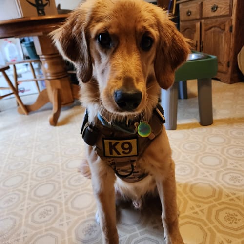 Customer photo review of Classic Heavy-Duty Tactical No-Pull Team K9™ Dog Harness With Front & Back D-Rings, Quick-Release Metal-Buckles, Hook & Loop Panels, & Top Handle