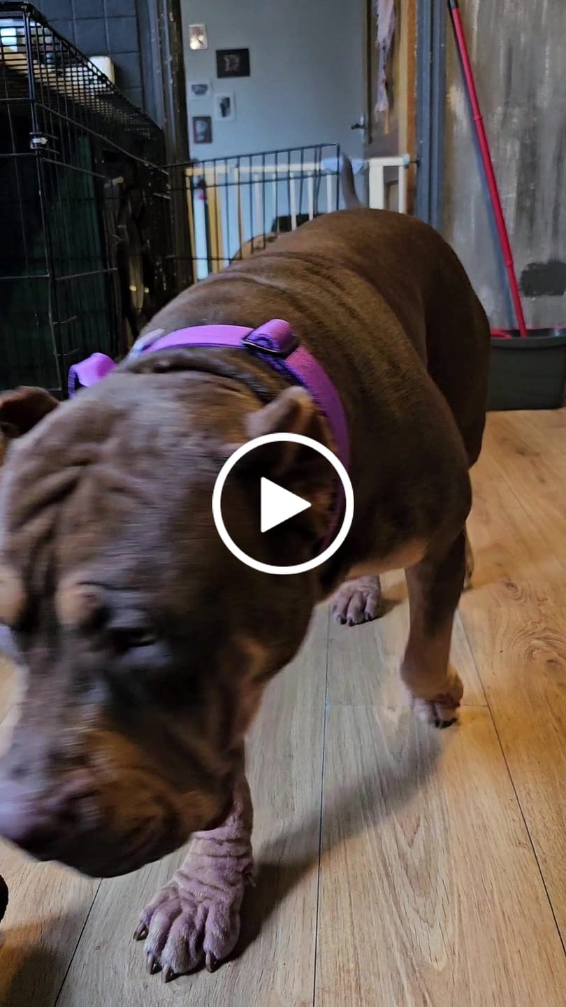Customer video review of 4cm Combat® Collar | With Handle & Rated Clip - Purple v2.0
