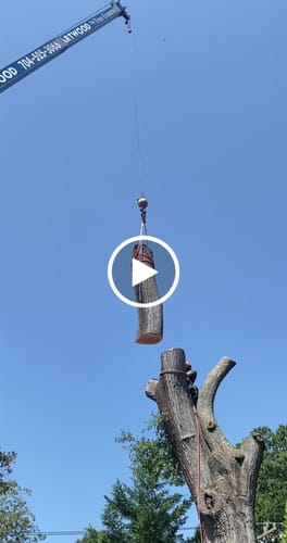 Customer video review of Arbo Space Crane Sling Kit
