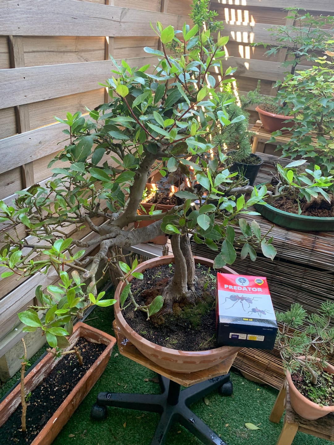 Customer photo review of PREDATOR CB® (barriera formiche)