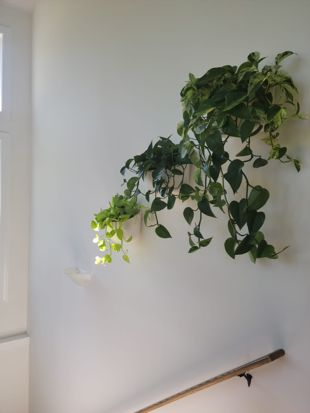 Customer photo review of Eco White Wall Planter