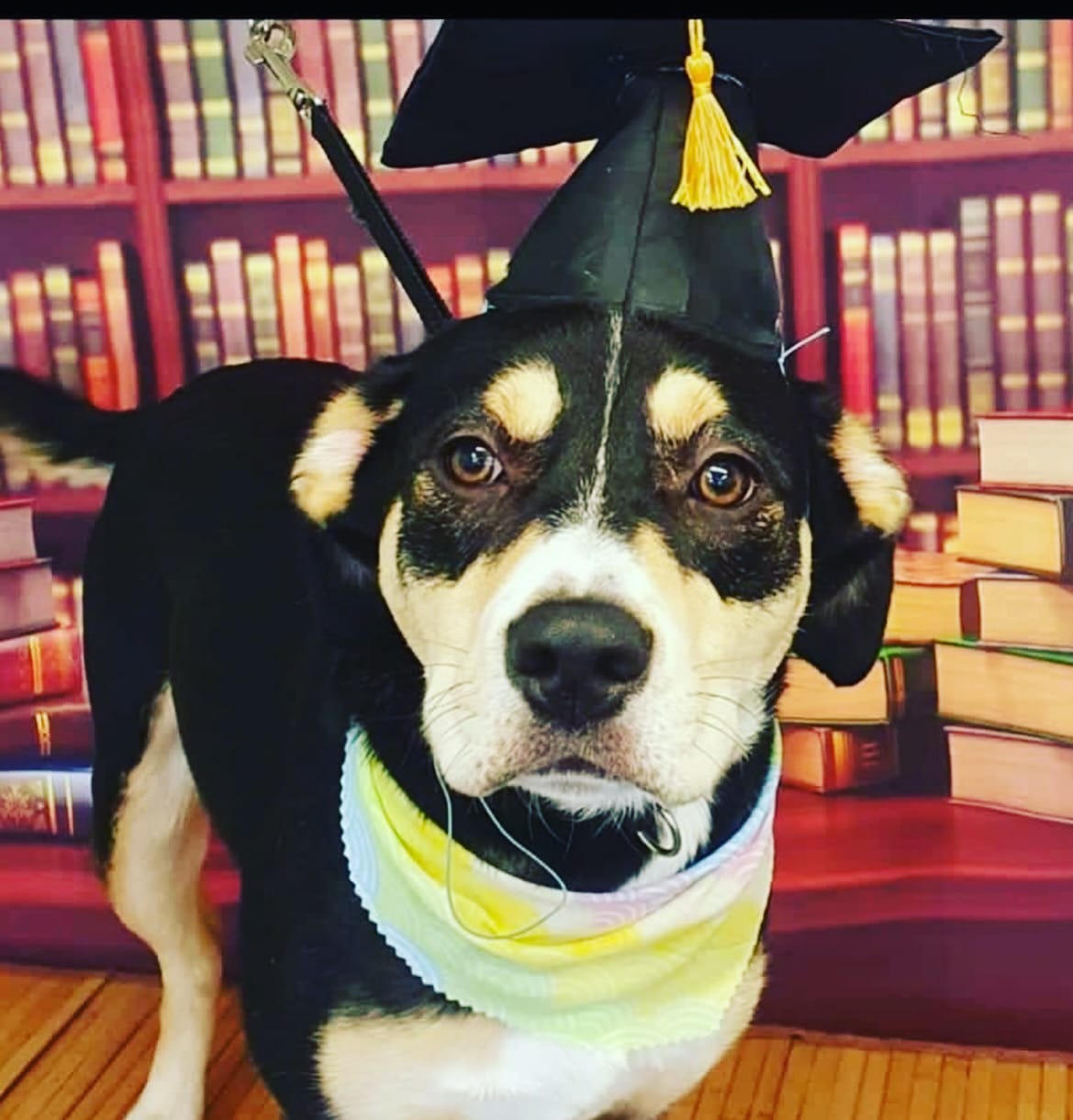 Customer photo review of Total Calm Powder For Dogs