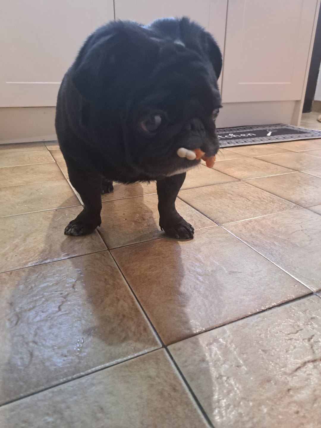Customer photo review of Norwegian Salmon Oil For Dogs & Cats