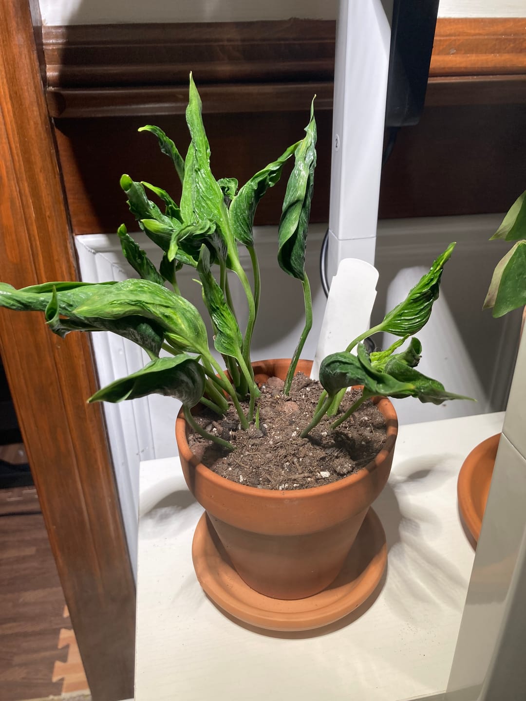 Customer photo review of Monstera sp. 'Peru'
