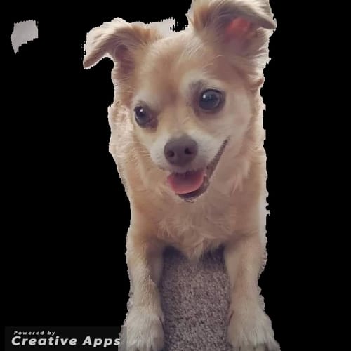 Customer photo review of 'Dogmopolitan' Personalized Pet Poster