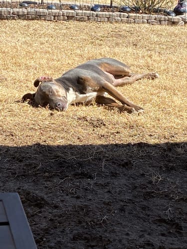 Customer photo review of Classic Heavy-Duty Tactical No-Pull Team K9™ Dog Harness With Front & Back D-Rings, Quick-Release Metal-Buckles, Hook & Loop Panels, & Top Handle