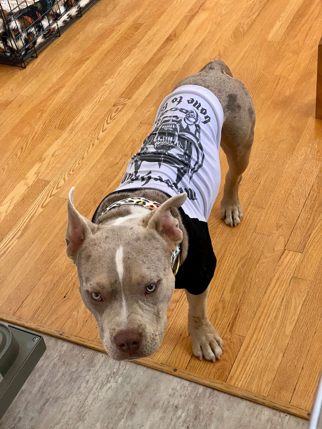 Customer photo review of Motorhound Raglan Dog Tee