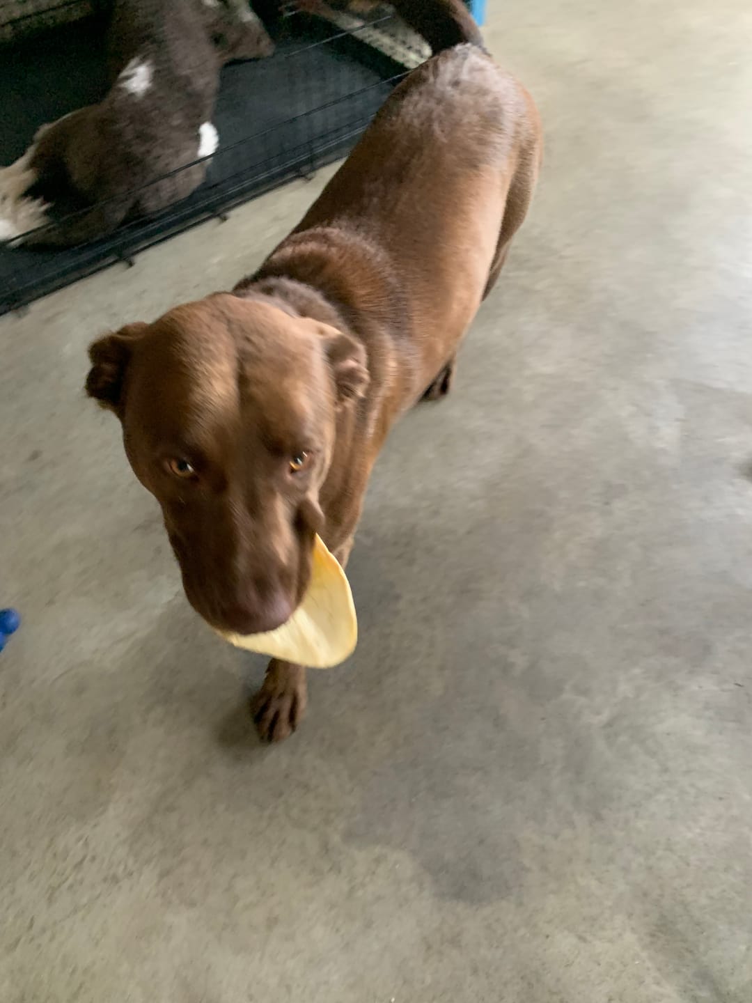 Customer photo review of Cow Ears For Dogs