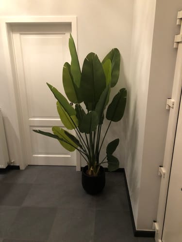 Customer photo review of Strelitzia Kunstplant 2 180cm