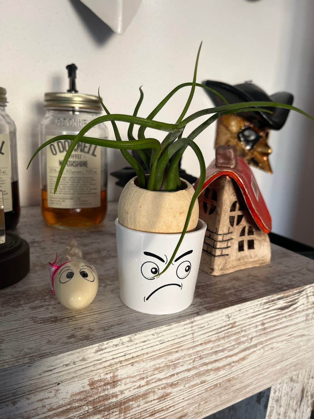 Customer photo review of Tillandsia caput medusae