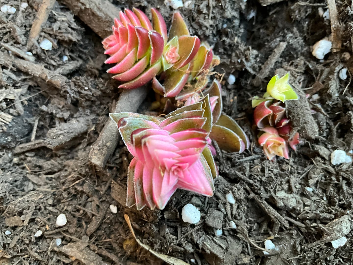 Customer photo review of Crassula capitella ssp thyrsiflora variegated