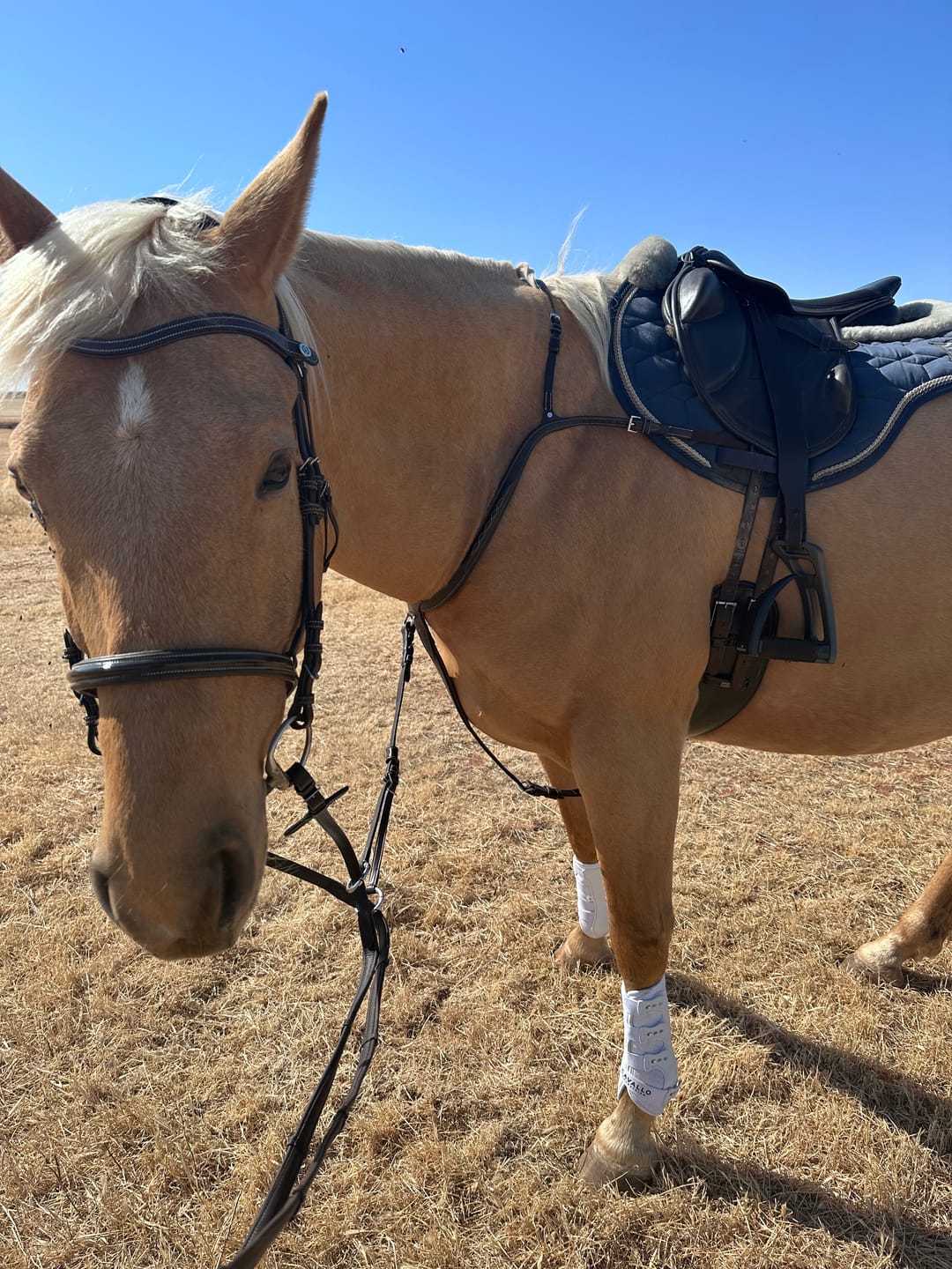 Customer photo review of PSOS Breastplate Tokyo