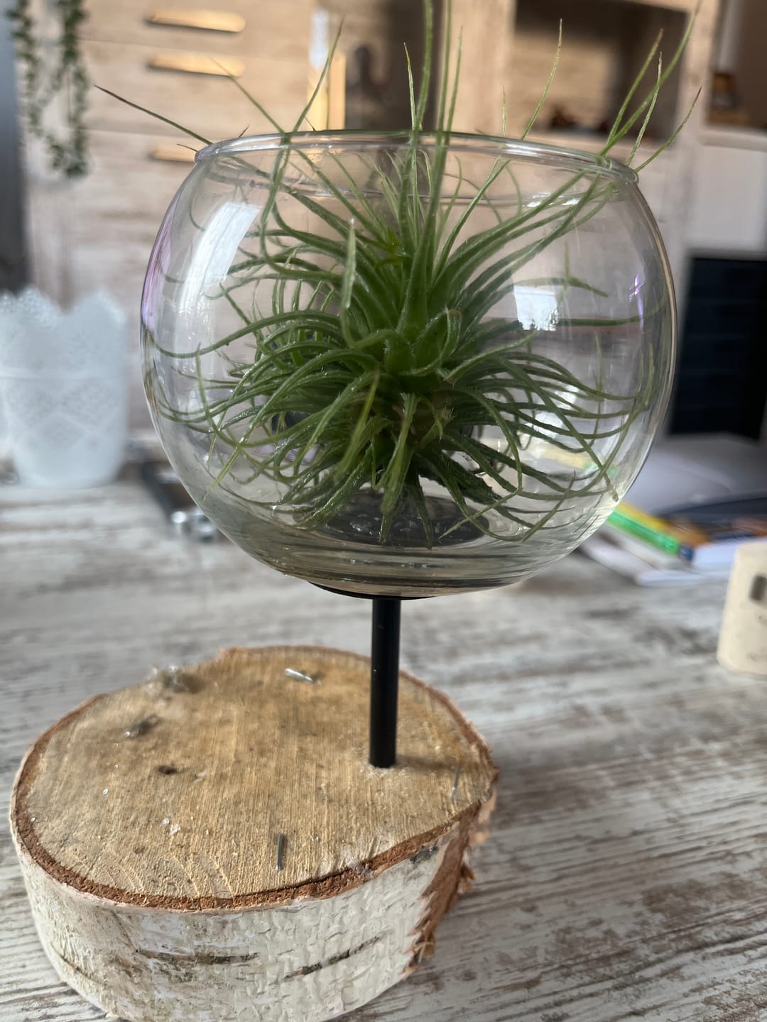 Customer photo review of Tillandsia tectorum "snow"