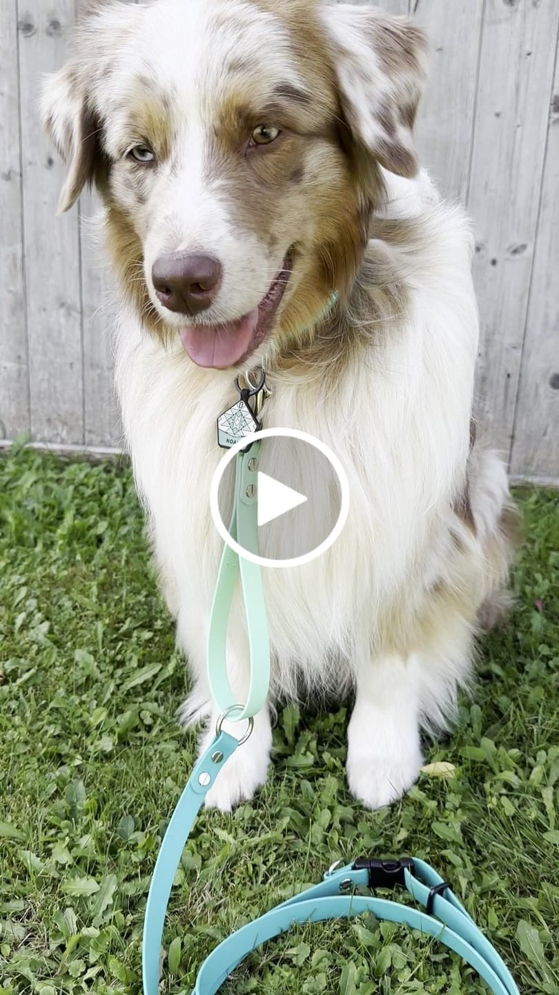 Customer video review of The Multi QuickLead™ Duo Tone - Dog Leash