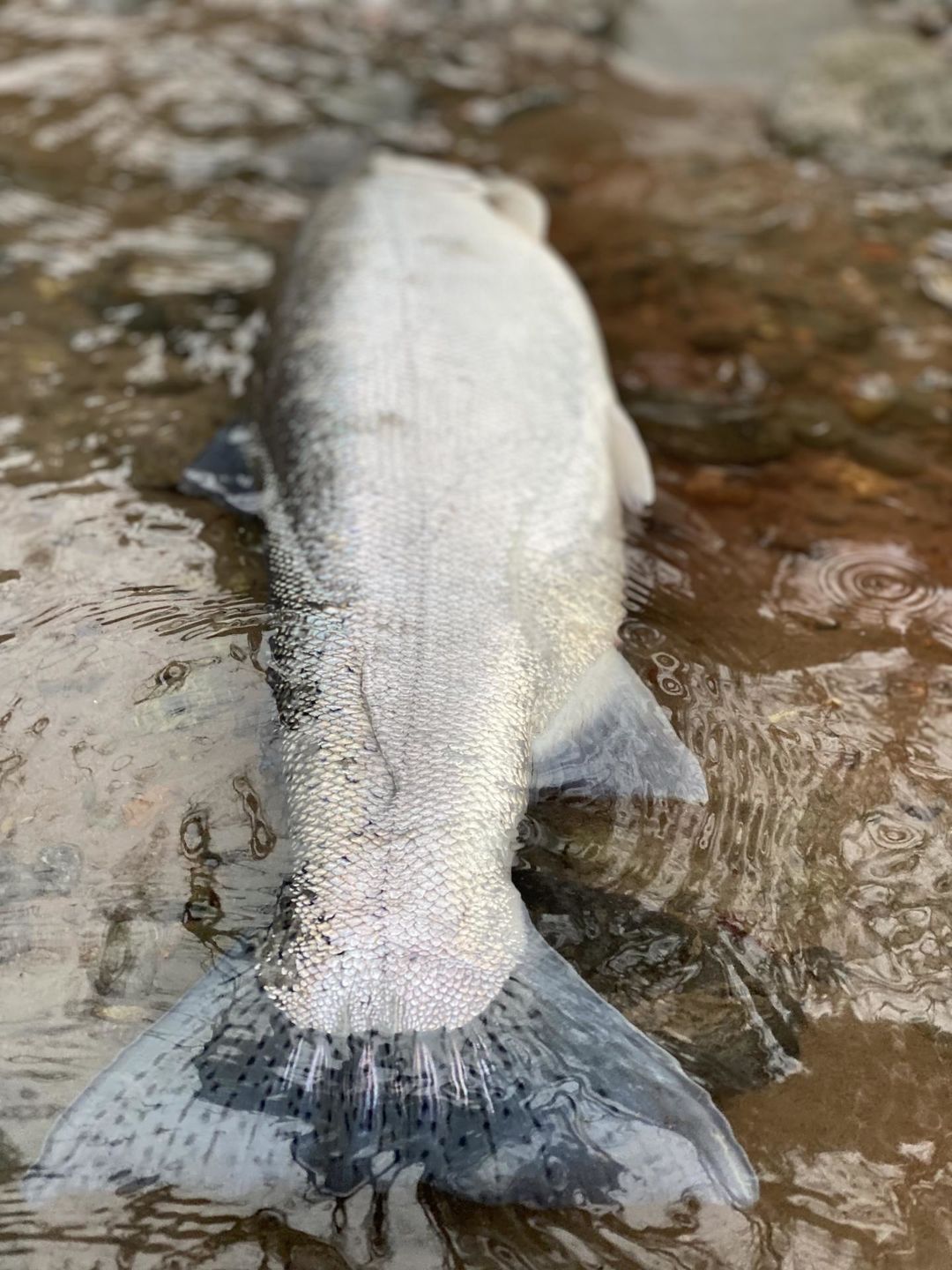 Customer photo review of Fishing Stops