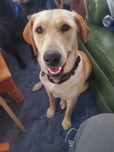 Customer photo review of Cow Ears For Dogs