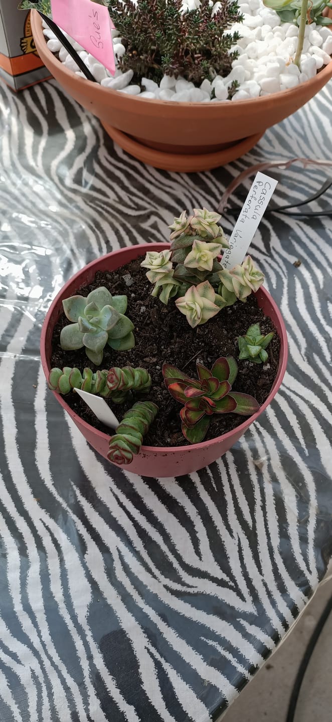 Customer photo review of Crassula perforata variegated