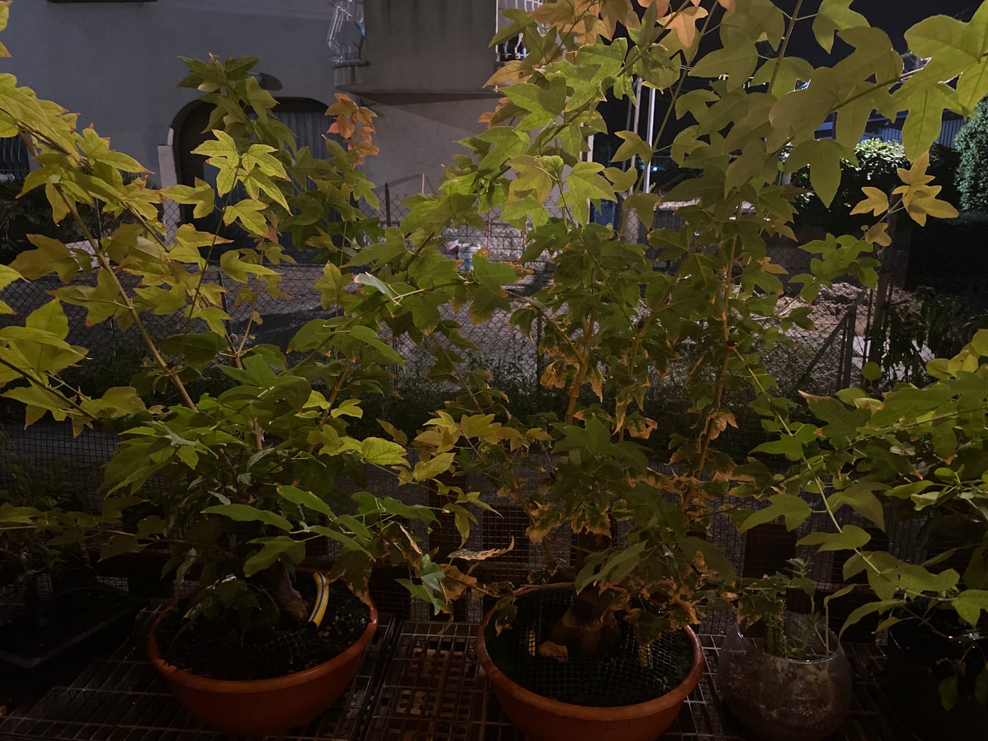 Customer photo review of KRIPTON CB® (Probiotico professionale per bonsai)