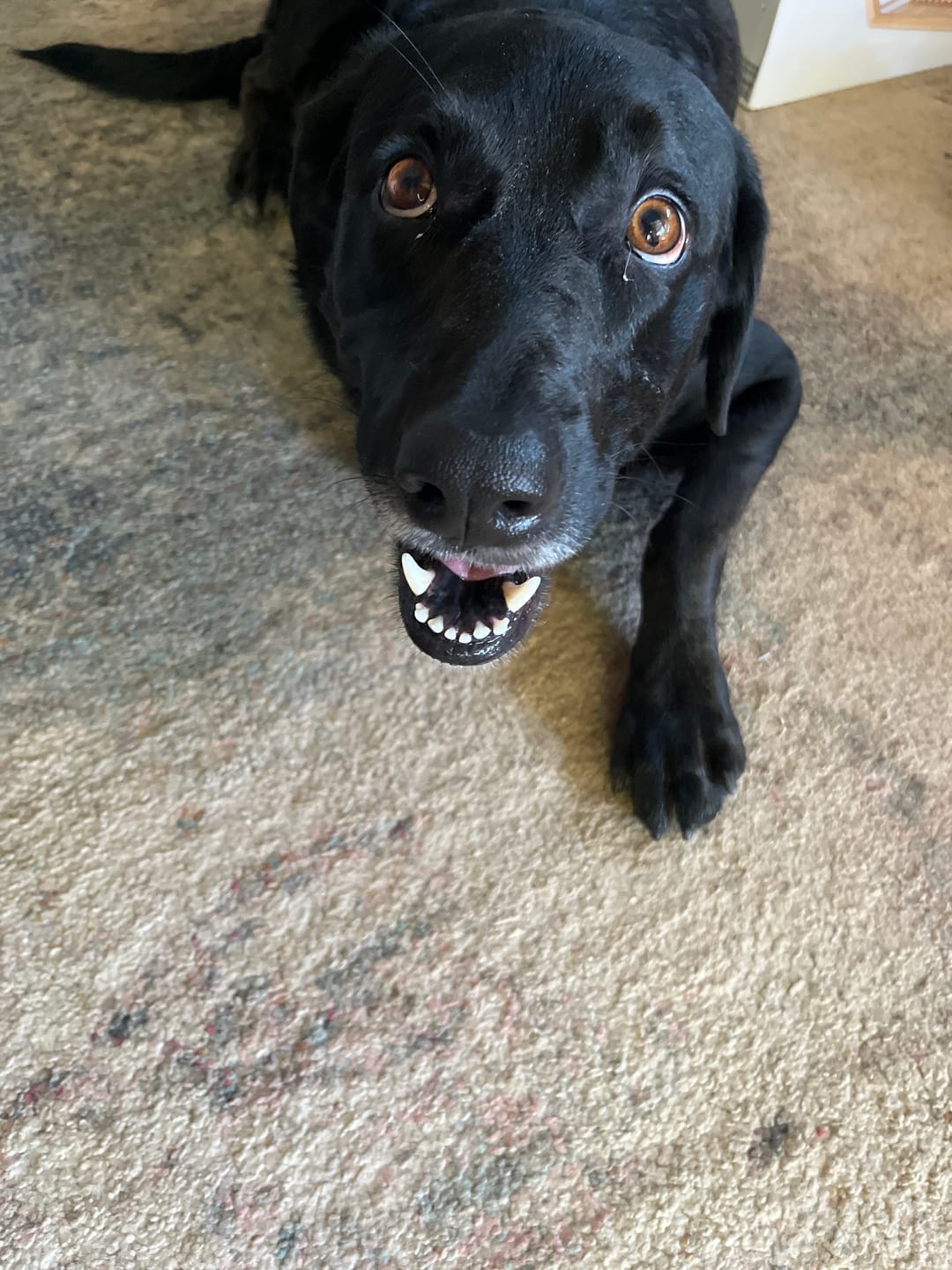 Customer photo review of Grass-Fed Beef Bone Broth Concentrate