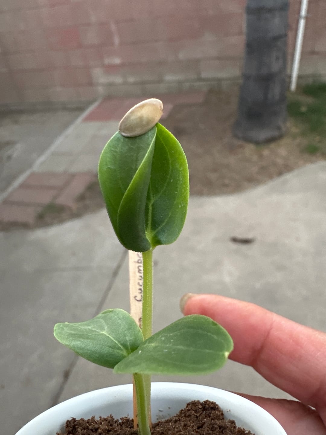 Customer photo review of Organic Lemon Cucumber Seeds- Cucumis sativus