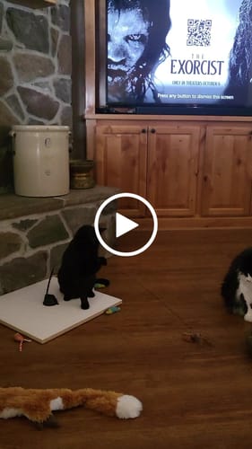 Customer video review of Interactive Bird Simulation Cat Toy Set