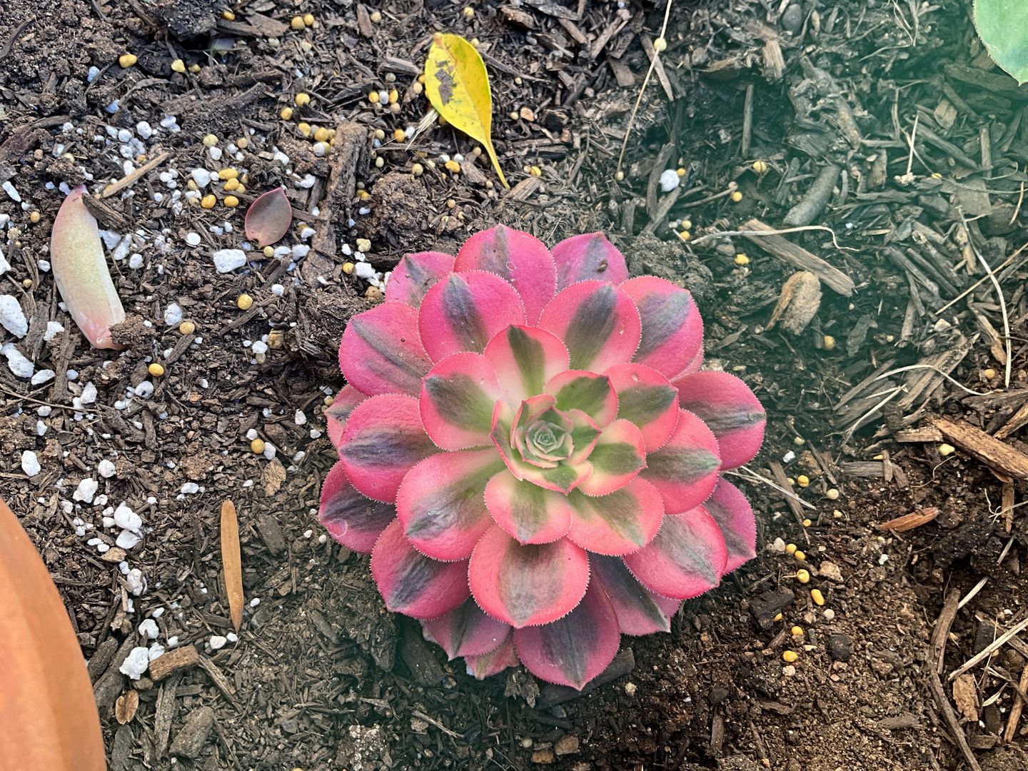 Customer photo review of Aeonium 'Pink Witch'
