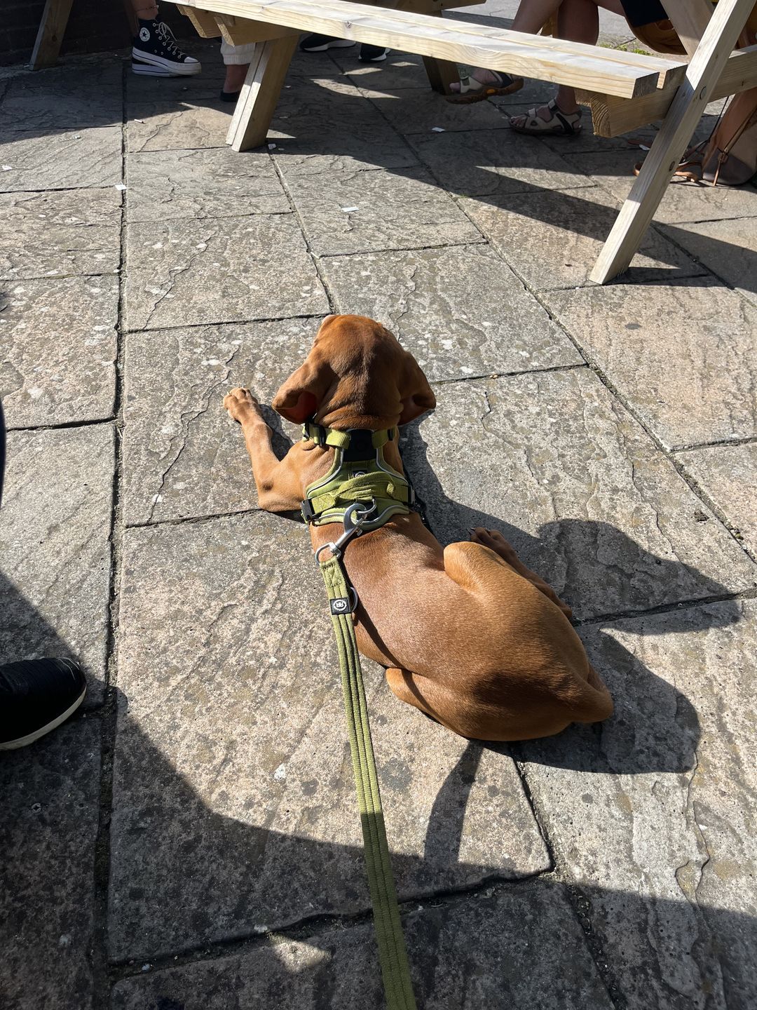 Customer photo review of Double Ended Training Lead | All Breeds - Durable & Soft 2m Lead - Khaki