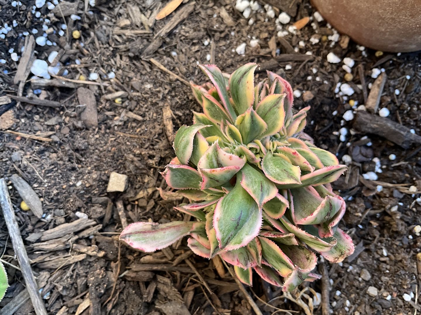 Customer photo review of Aeonium 'Sunburst Crest'