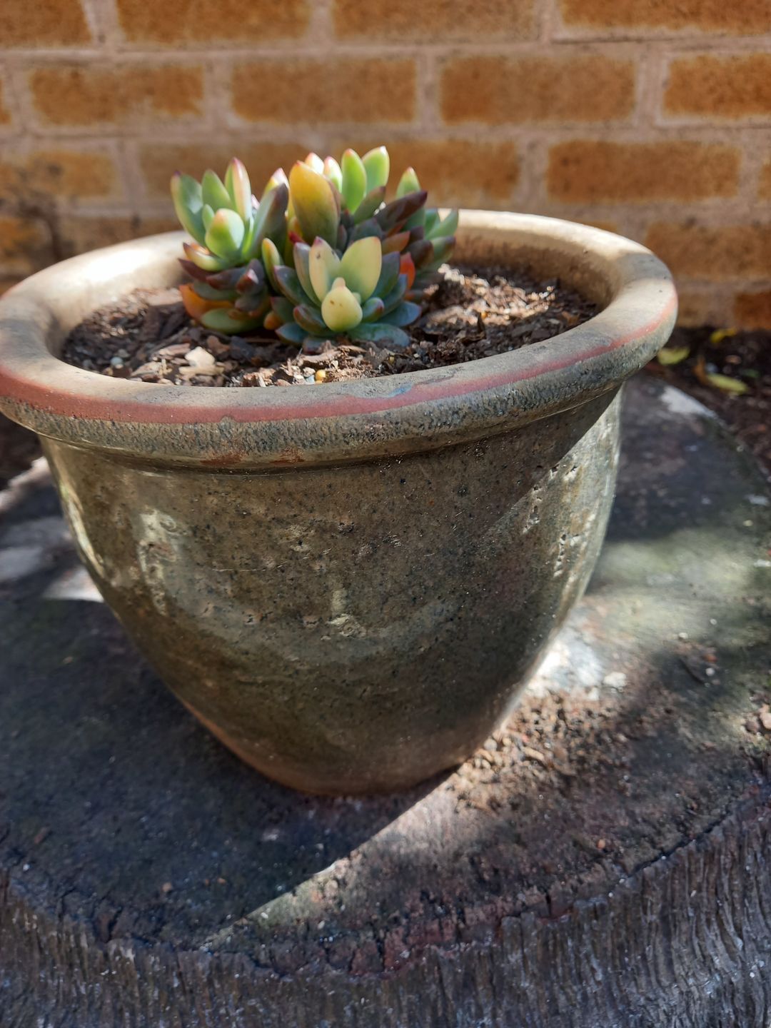 Customer photo review of Echeveria manaudes variegated
