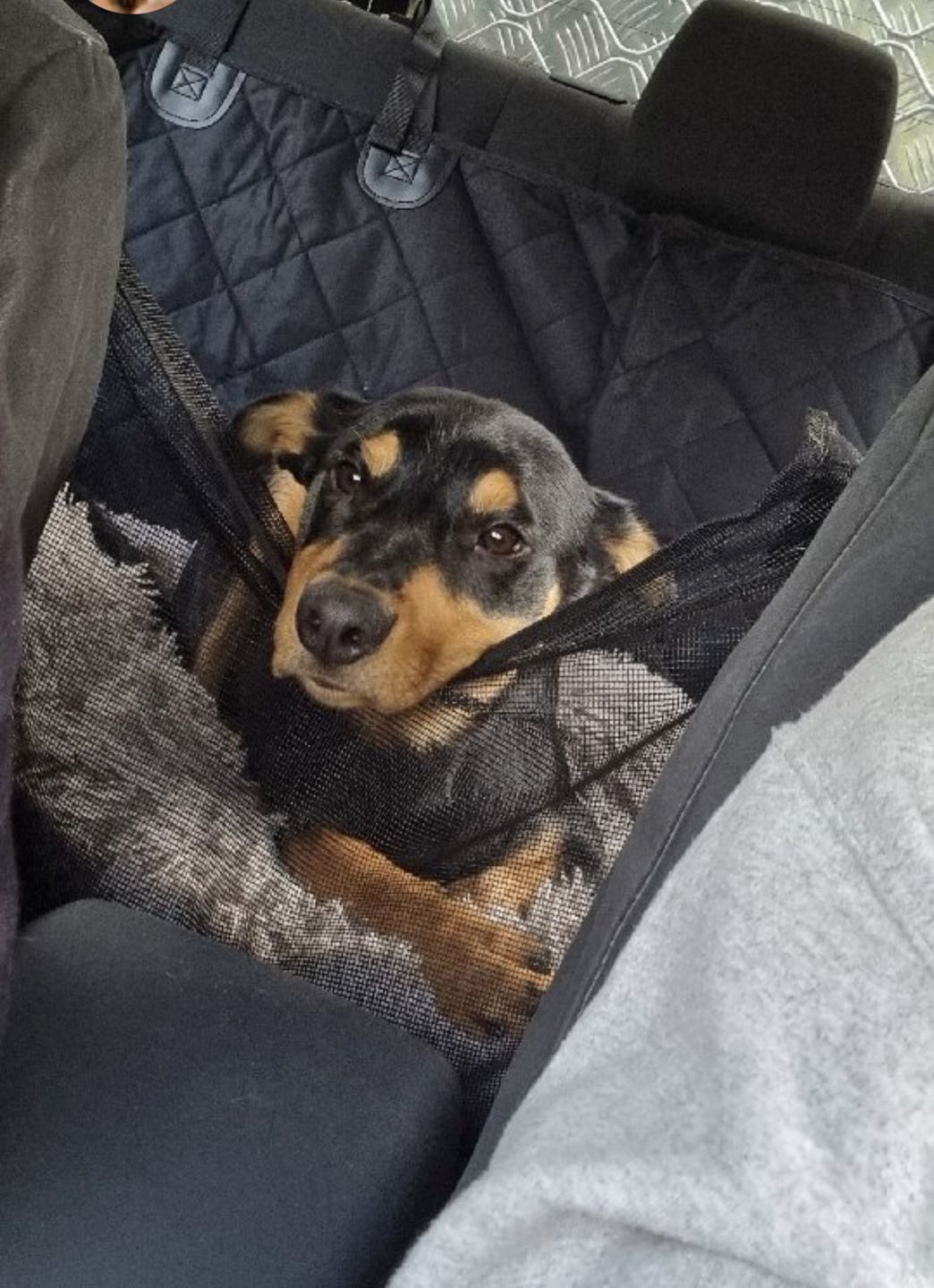 Customer photo review of 4-in-1 Dog Car Seat Cover