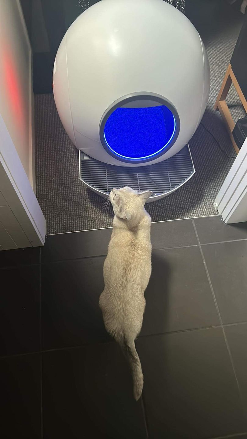 Customer photo review of PaWz Automatic Smart Cat Litter Box