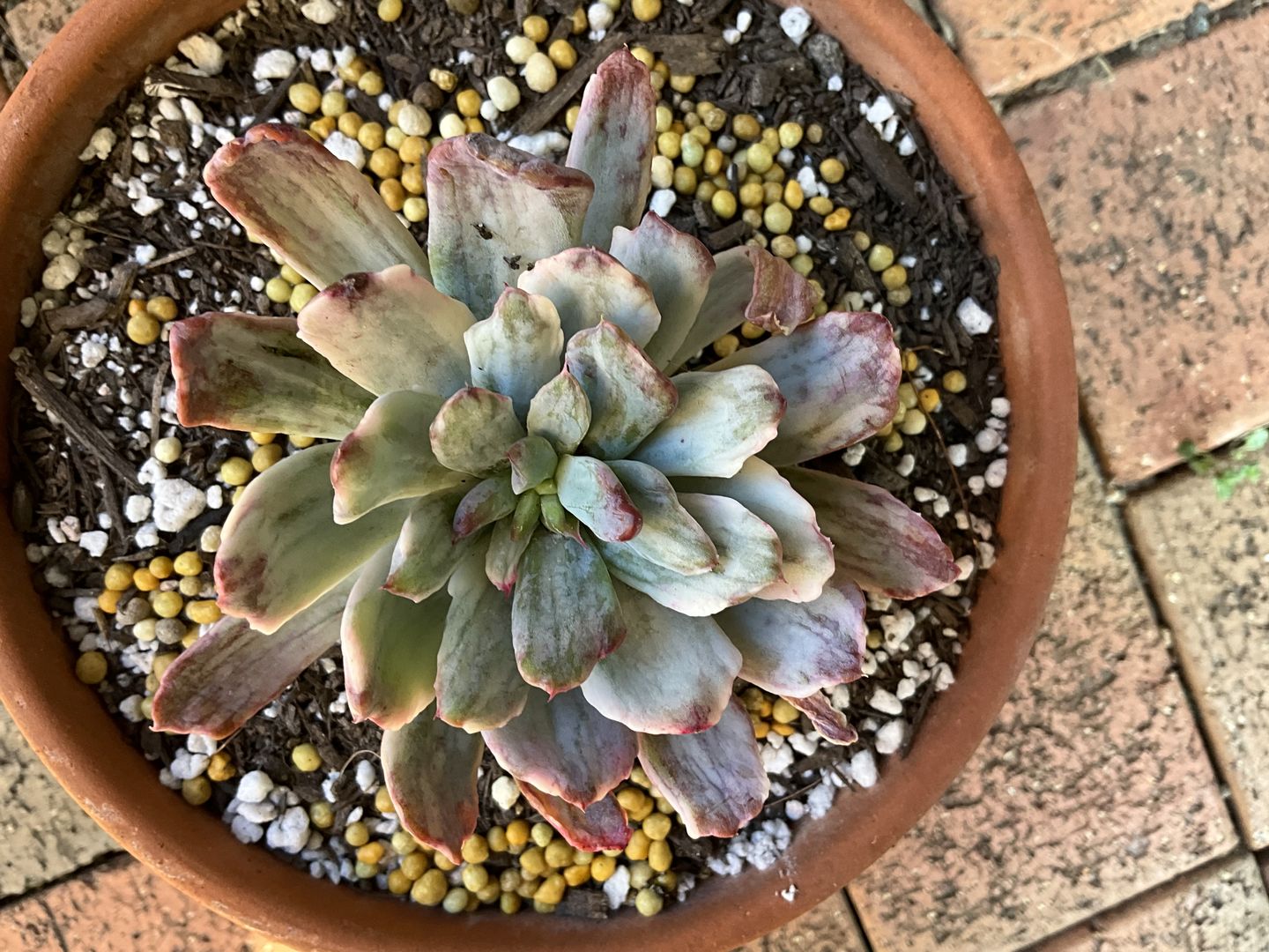 Customer photo review of Echeveria Holwayi Variegated