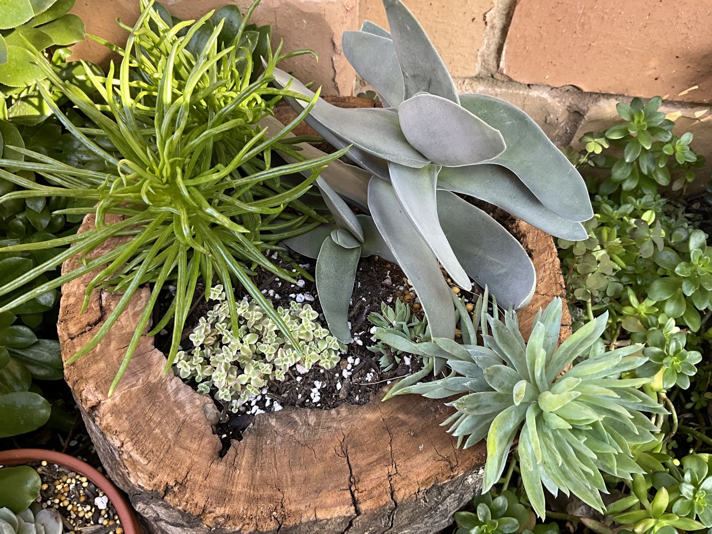 Customer photo review of Graptoveria 'avant-garde'