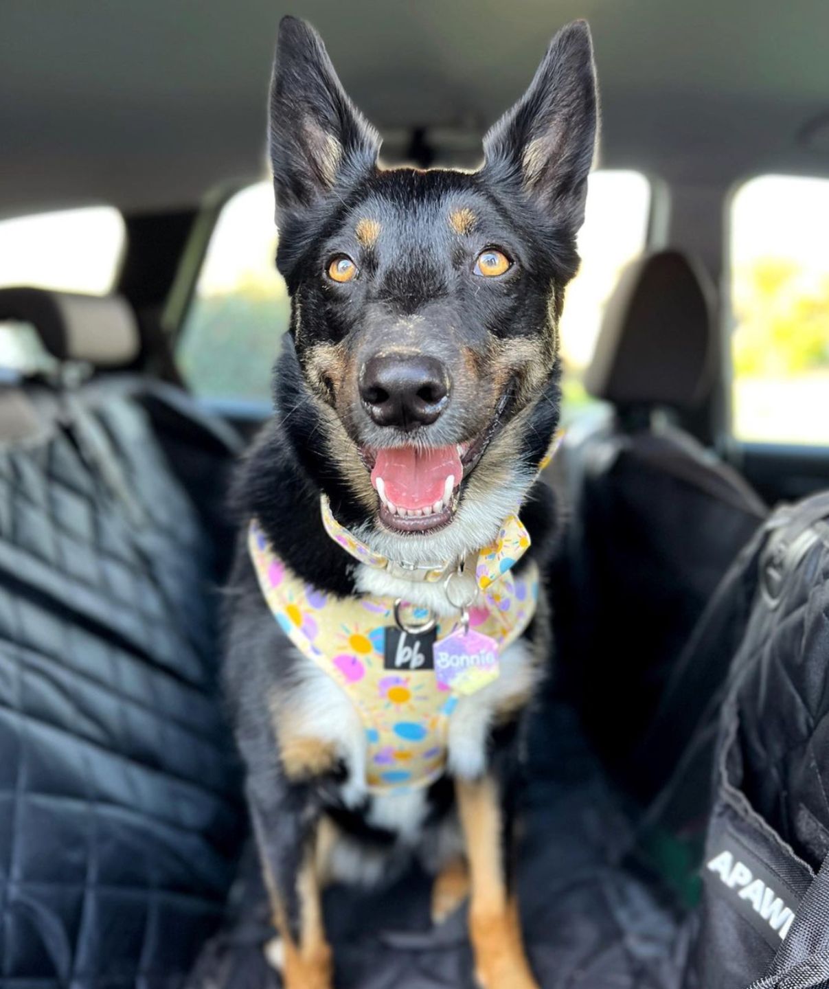 Customer photo review of 4-in-1 Dog Car Seat Cover