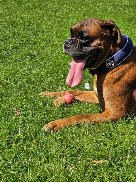 Customer photo review of 5cm RR Collar | Soft Padded & Reflective | Series 2 - Blue